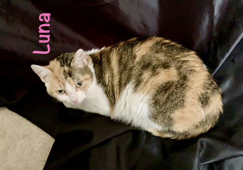 Luna, photo 7