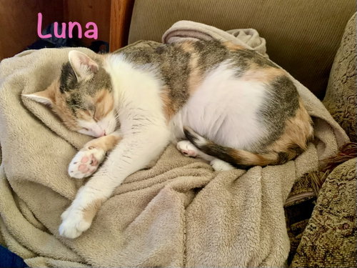 Photo 3 of Luna