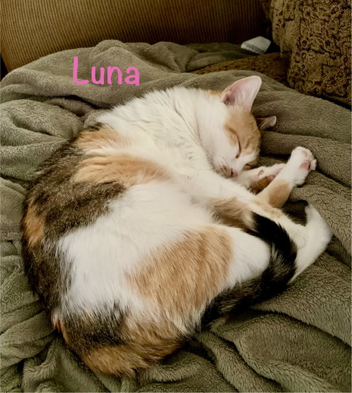 Photo 2 of Luna