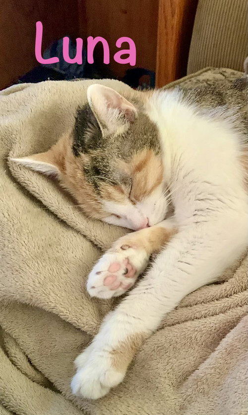 Luna, a cat for adoption from Little Buddies Adoption and Humane Society
