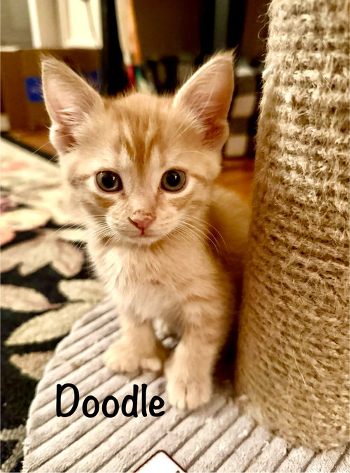 Photo 3 of Doodle (Polydactyl)