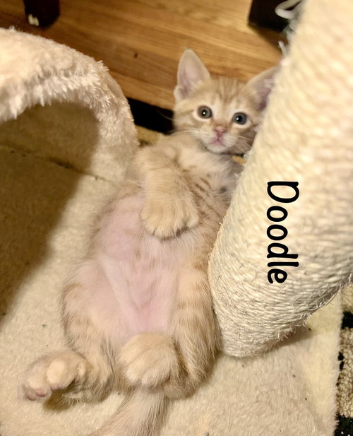 Photo 5 of Doodle (Polydactyl)