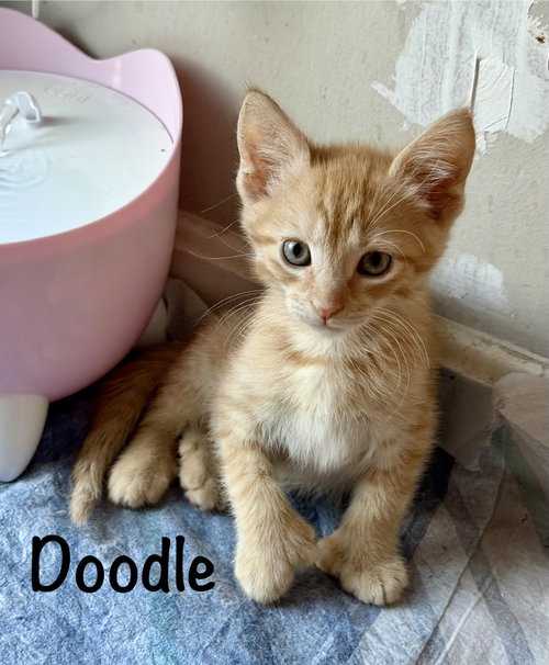 Photo 6 of Doodle (Polydactyl)