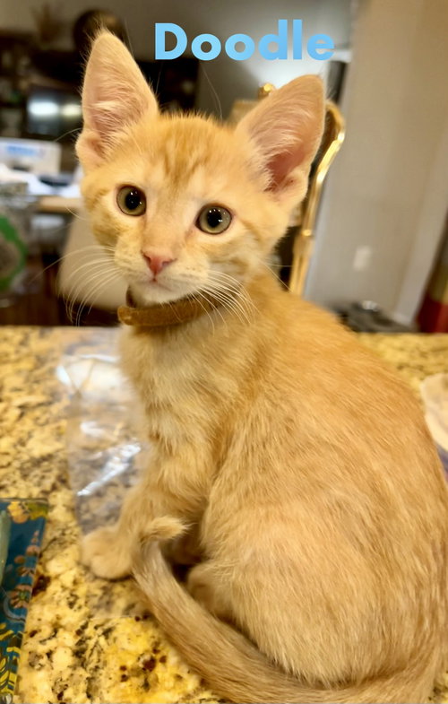 Doodle (Polydactyl), a cat for adoption from Little Buddies Adoption and Humane Society