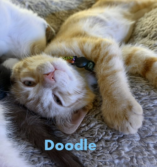 Photo 2 of Doodle (Polydactyl)