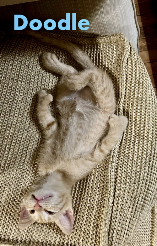Photo 4 of Doodle (Polydactyl)