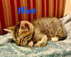 Flint