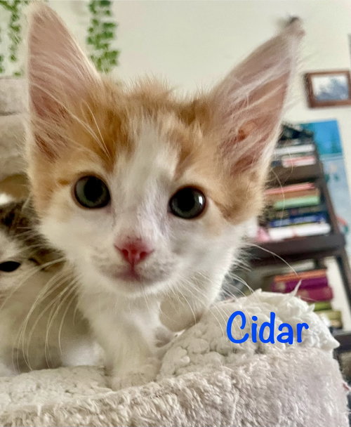 Cidar, a cat for adoption from Little Buddies Adoption and Humane Society