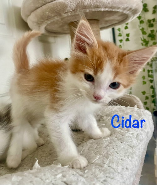 Photo 2 of Cidar