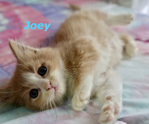 Joey, a cat for adoption from Little Buddies Adoption and Humane Society