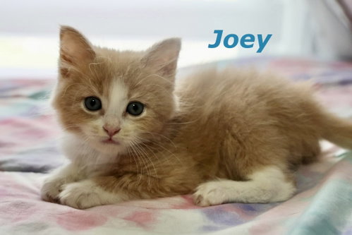 Photo 4 of Joey