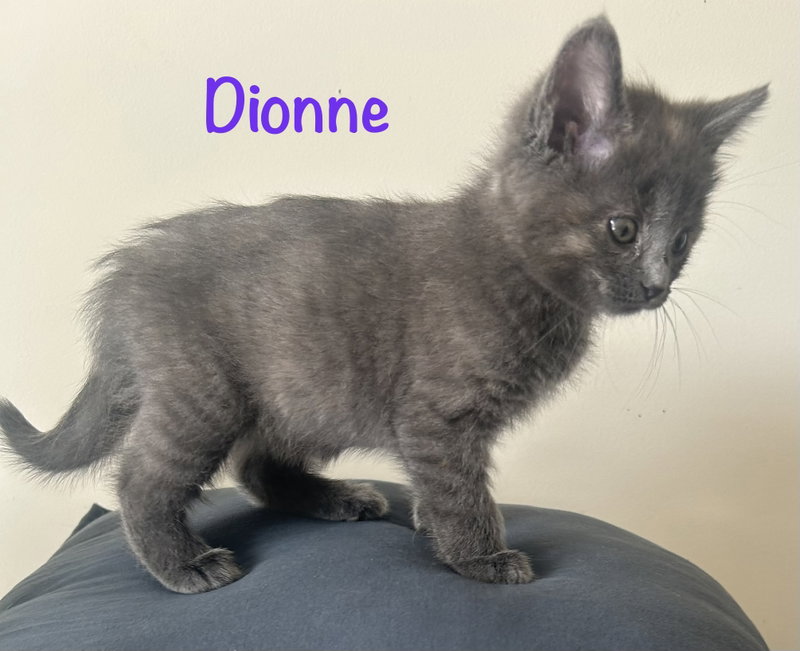 Dionne, photo 2