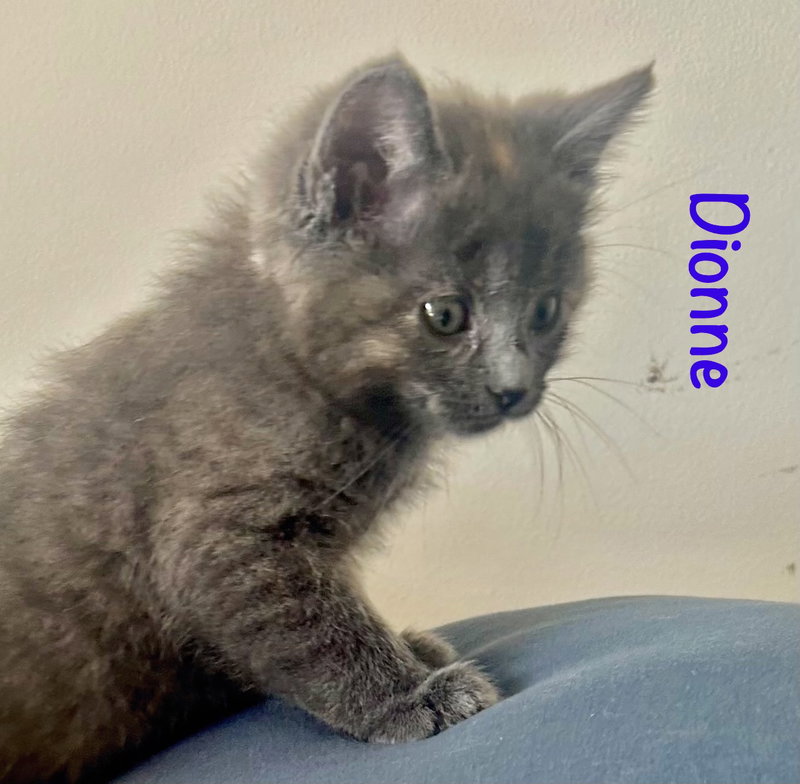 Dionne, photo 3
