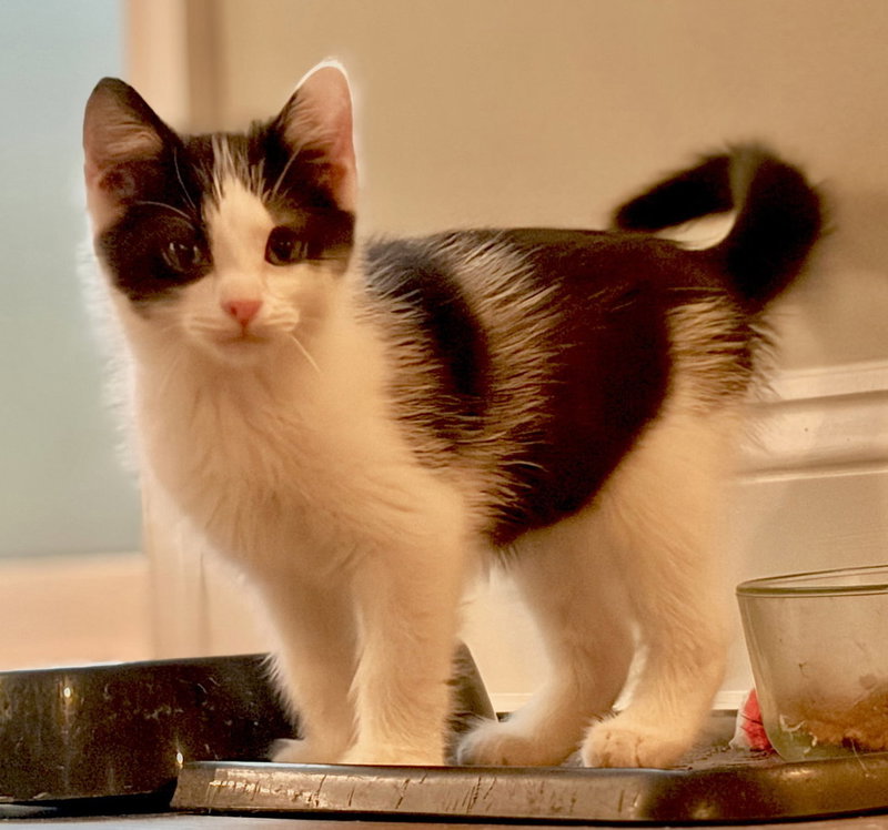 Figaro, photo 2