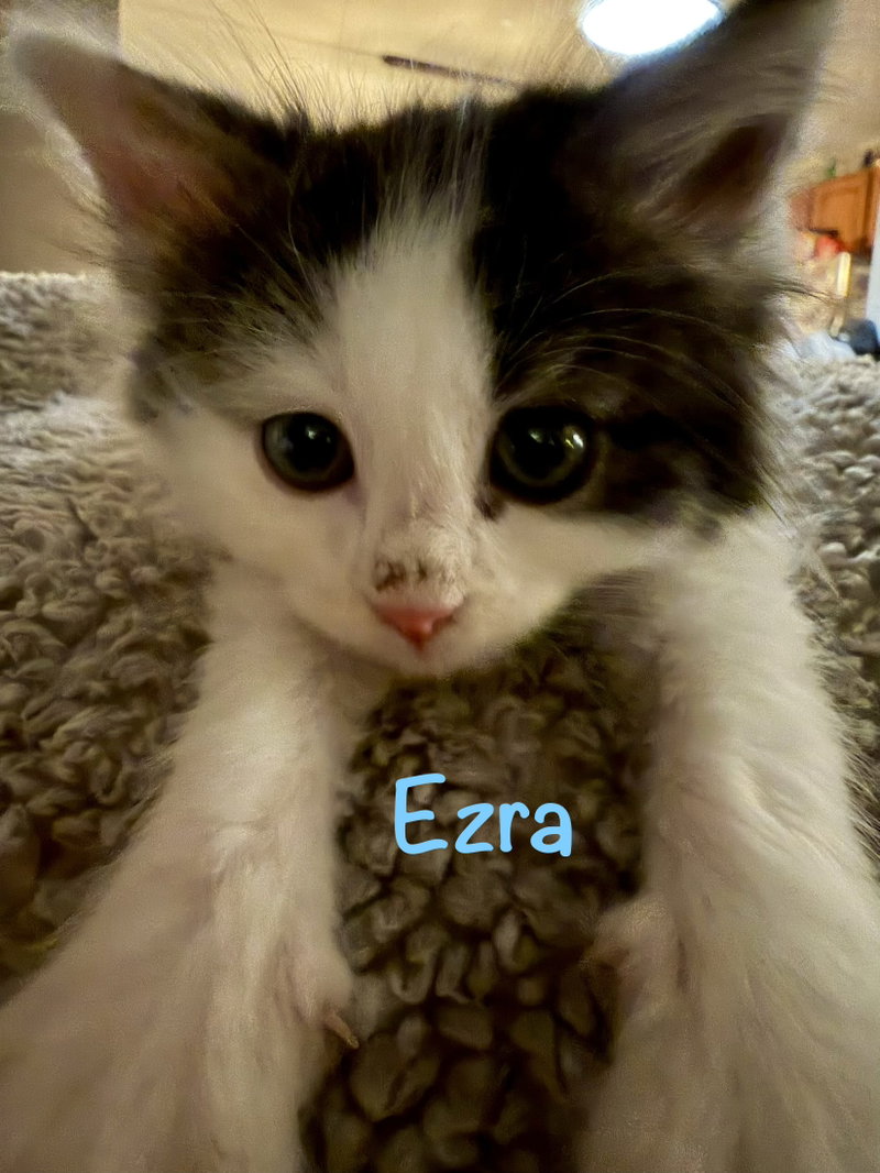 Ezra, photo 2