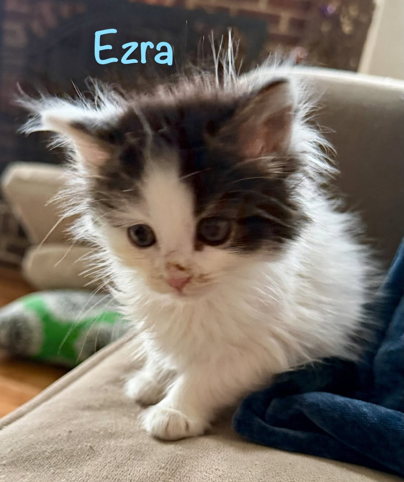 Ezra, photo 3