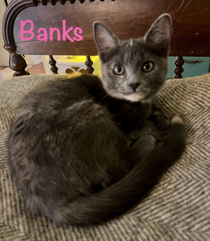 Banks, a female kitten up for adoption