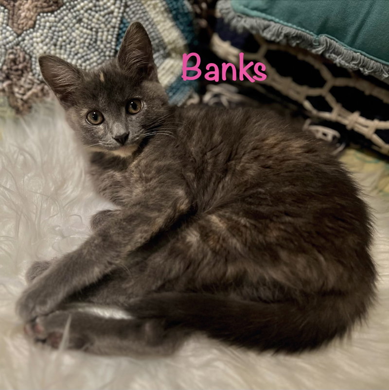 Banks, photo 3