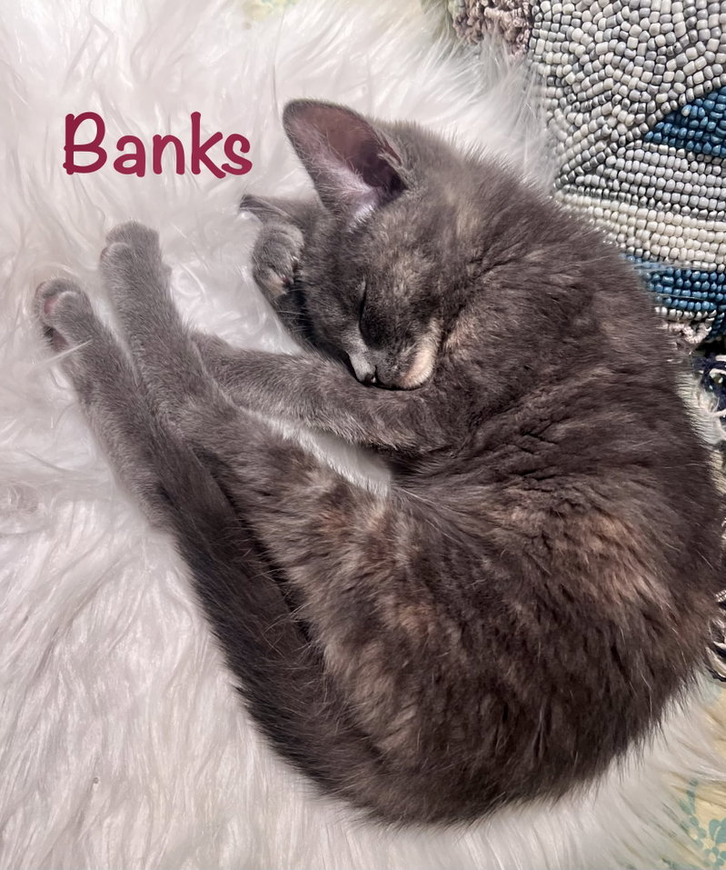 Banks, photo 4