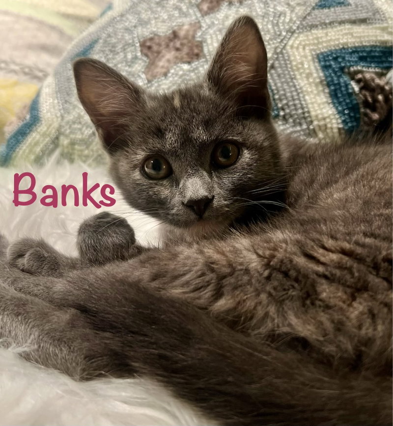 Banks, photo 5