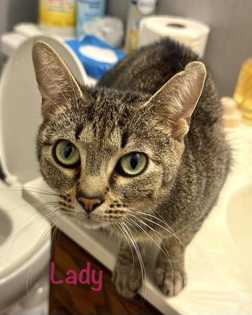 Lady, Domestic Short Hair / Mixed (short coat)