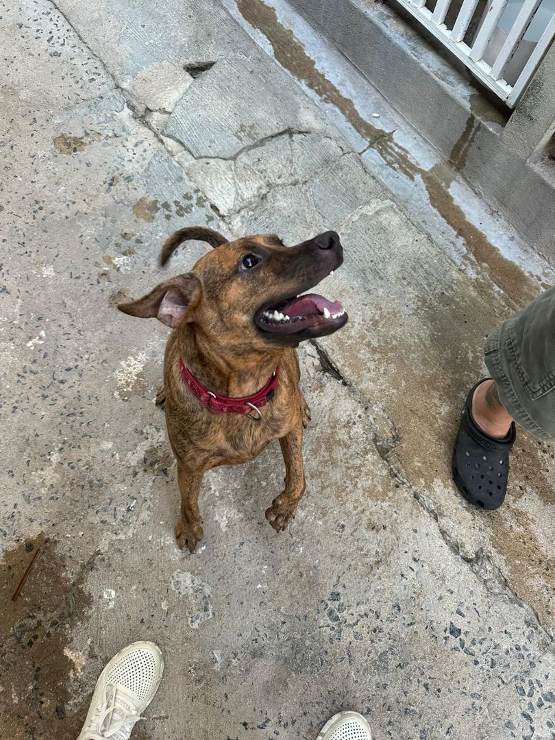 Dog for Adoption PJ, a Presa Canario in Gunbarrel, CO Alpha Paw
