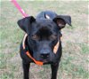 adoptable Dog in , MS named Stormy