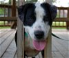 adoptable Dog in , MS named Daphne