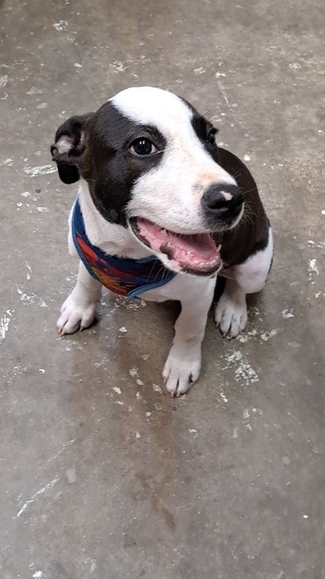 adoptable Dog in Monticello, MS named Snoopy