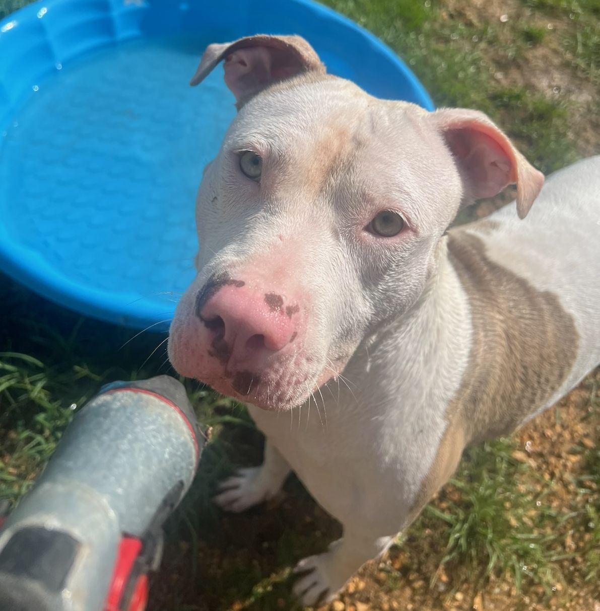 adoptable Dog in Monticello, MS named Artemis