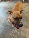 adoptable Dog in  named Piper