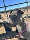 Lily - Photo 1