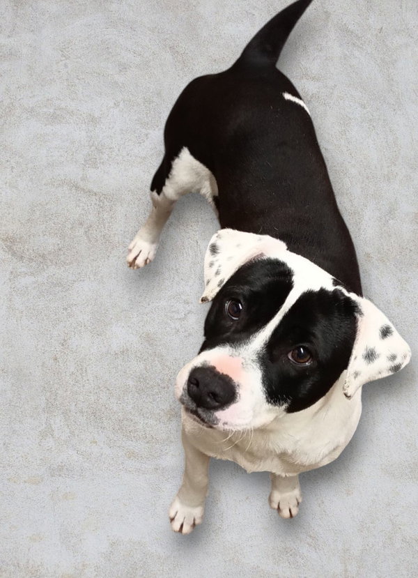Domino