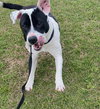 Domino - Photo 8