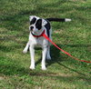 Domino - Photo 3