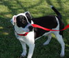 Domino - Photo 4