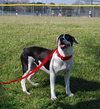 Domino - Photo 5