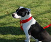 Domino - Photo 6