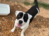 adoptable Dog in , MS named Domino