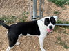 Domino - Photo 2