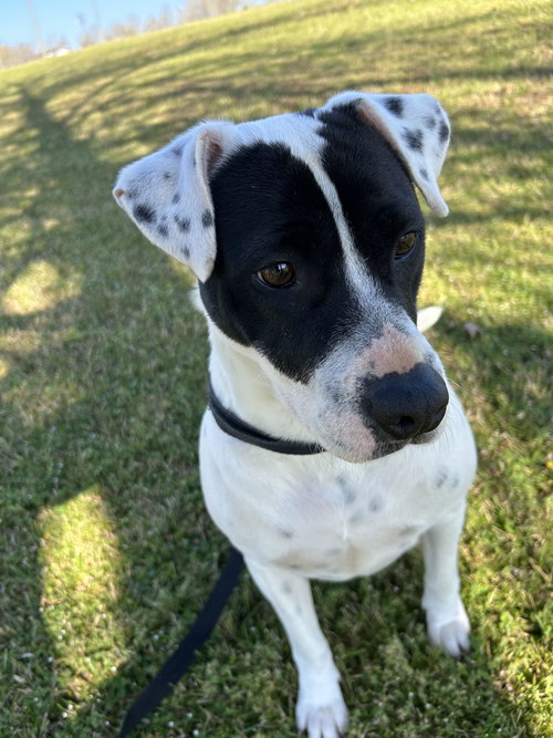 picture of the dog needing adoption