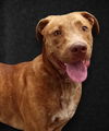 adoptable Dog in , MS named Tucker