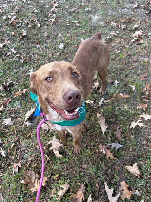TUCKER - Labrador Retriever available for adoption