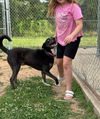 adoptable Dog in , MS named Bandit