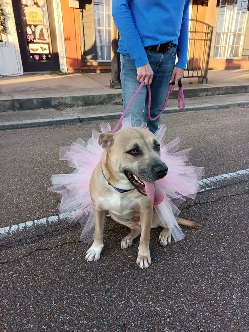 SWEET OLIVE - American Pit Bull Terrier available for adoption