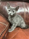 adoptable Cat in  named Chip