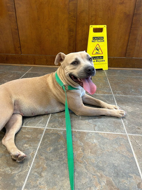 picture of the dog needing adoption