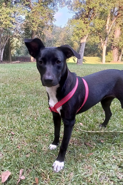 picture of the dog needing adoption