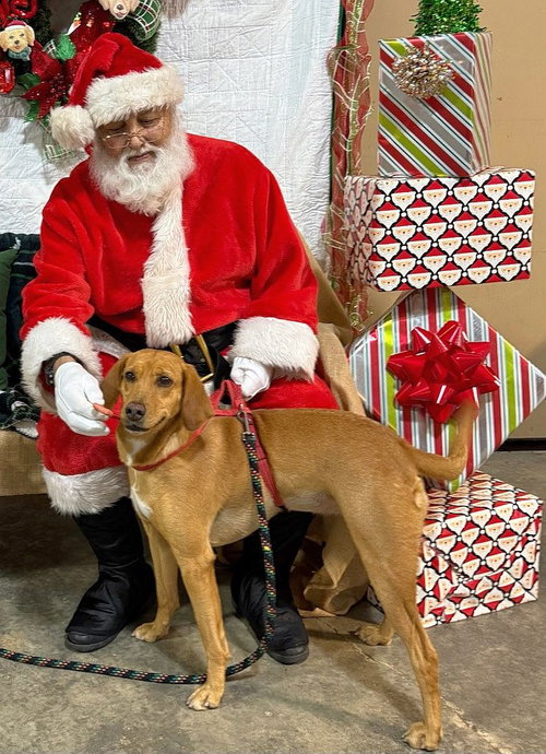 HONEY - Hound available for adoption