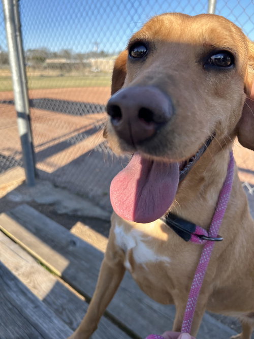 picture of the dog needing adoption